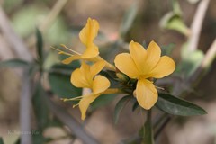 Barleria prionitis